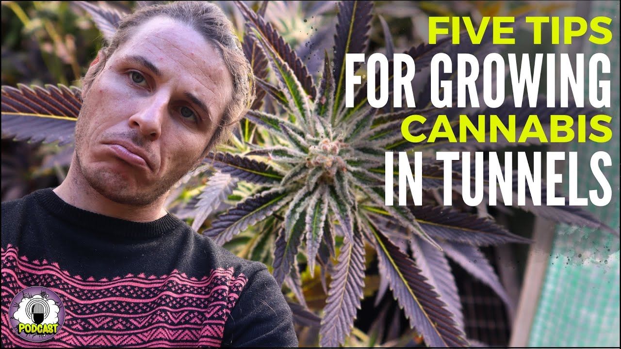 Year-Round Cannabis Cultivation: How to Grow Marijuana in Tunnels for South African Growers
