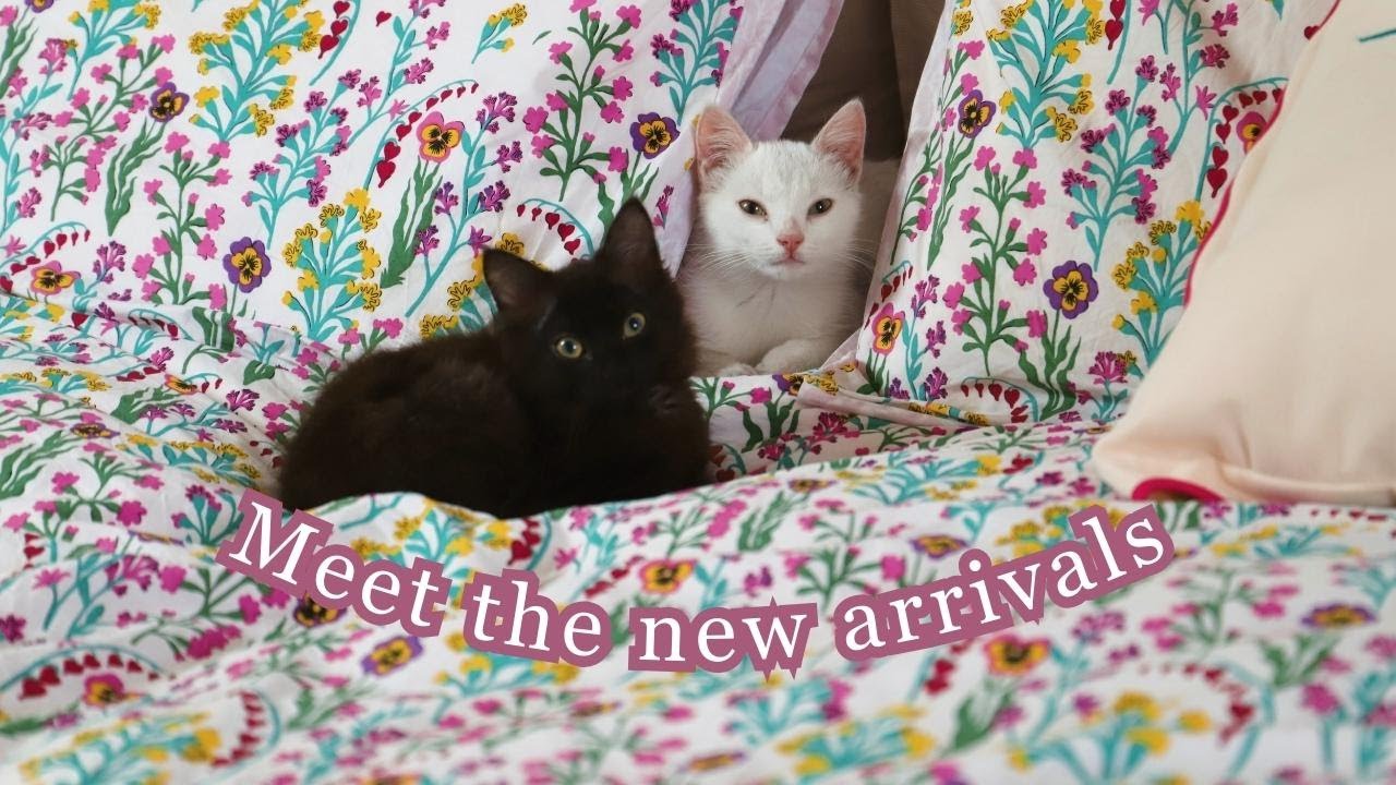 Meet the new arrivals & Autumn Homesense haul 🐈&zwj;⬛