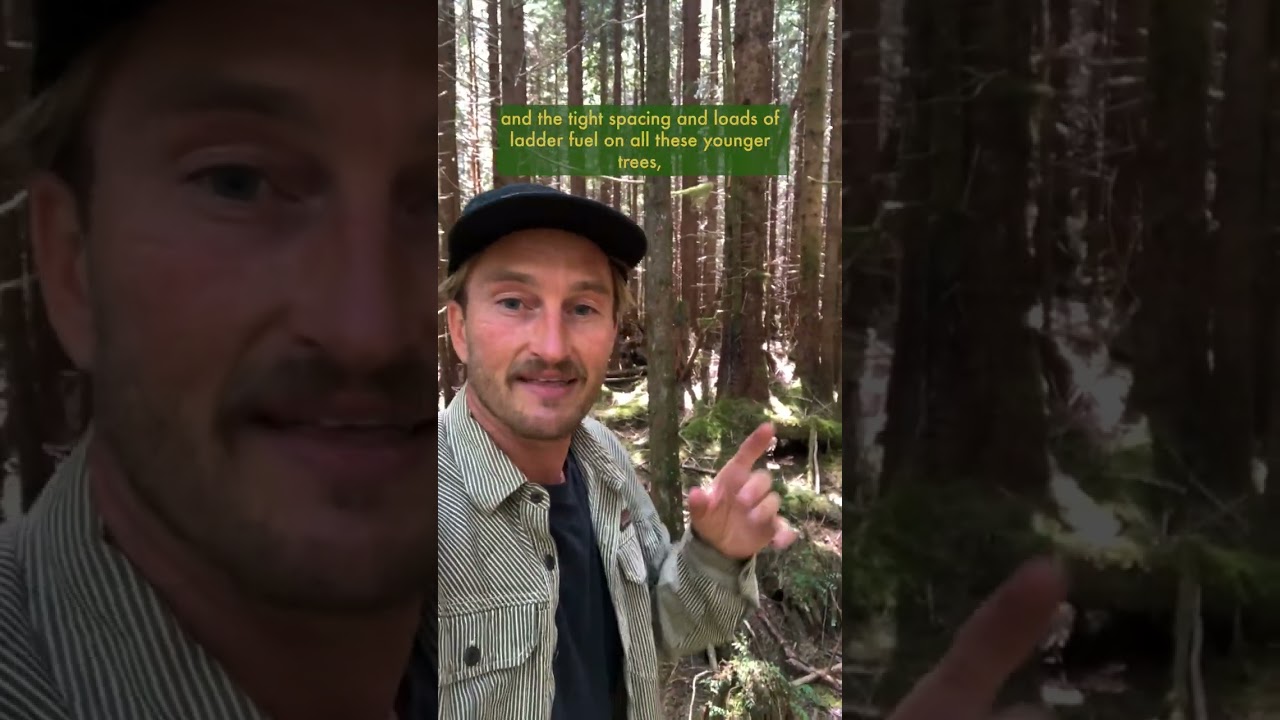 Restoring Ecological Function through Forest Thinning