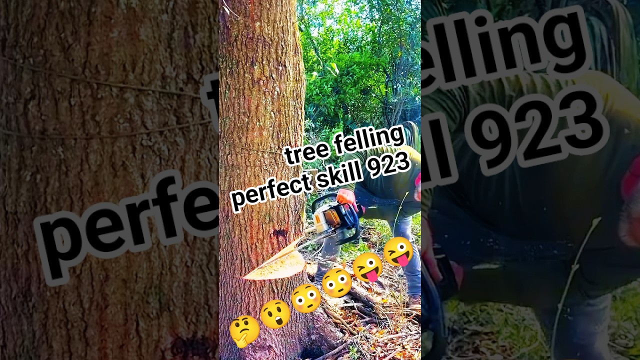 tree felling perfect skill 923 #stihl #husqvarna #wood #woodworking #shortsfeed #shorts #how