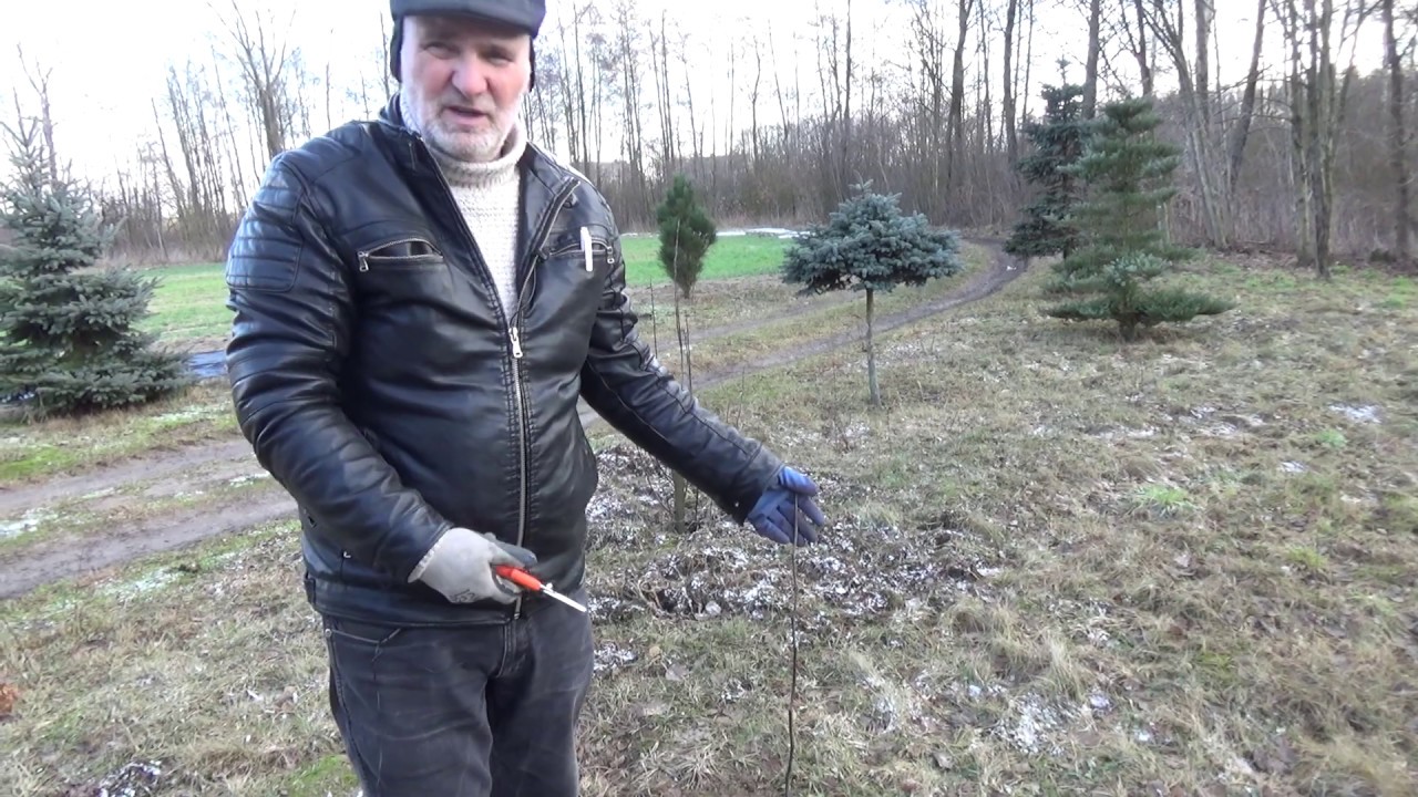 Jak ciąć młode, nierozgałęzione drzewka owocowe? How to cut young, unbranched fruit trees?