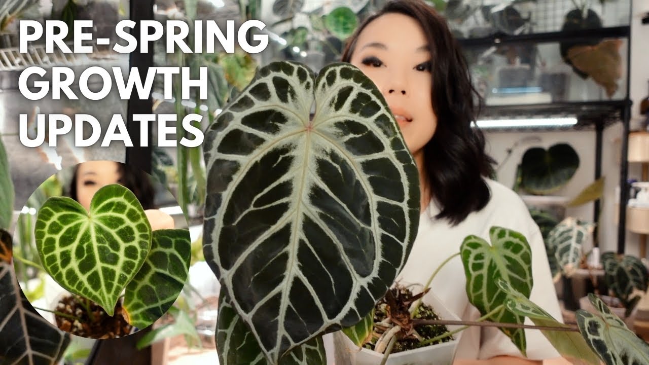 Just a bunch of lovely growth updates / repot updates!