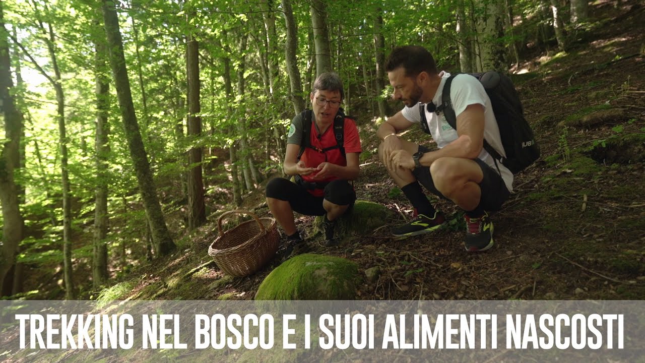 TREKKING NEL BOSCO E I SUOI ALIMENTI NASCOSTI