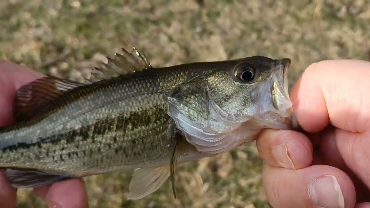 17 Largemouth Bass caught today!