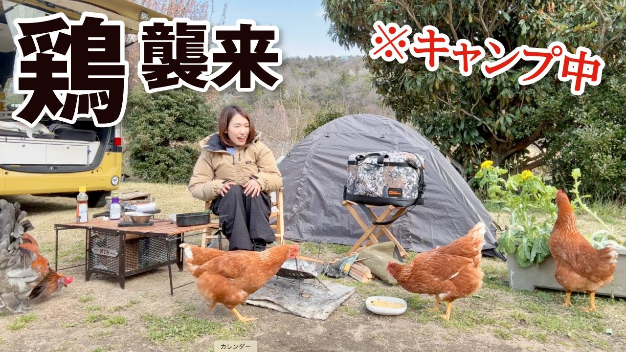 【キャンプ女子】キャンプ中にやってきた鶏捕獲。丸焼きと産みたて卵で絶品キャンプ飯作って食べたら大逆襲された。。／クラブ西宮キャンプ場・兵庫・車中泊