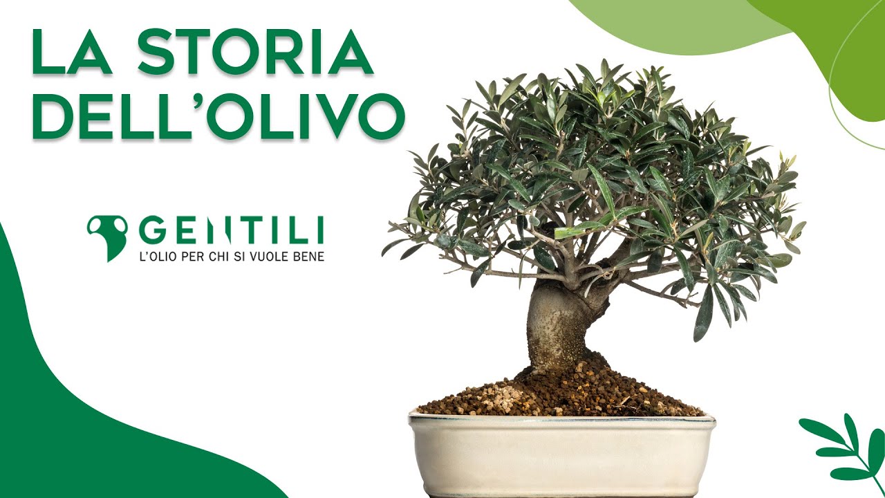 La storia dell'olivo - Frantoio Gentili Olio d'oliva italiano