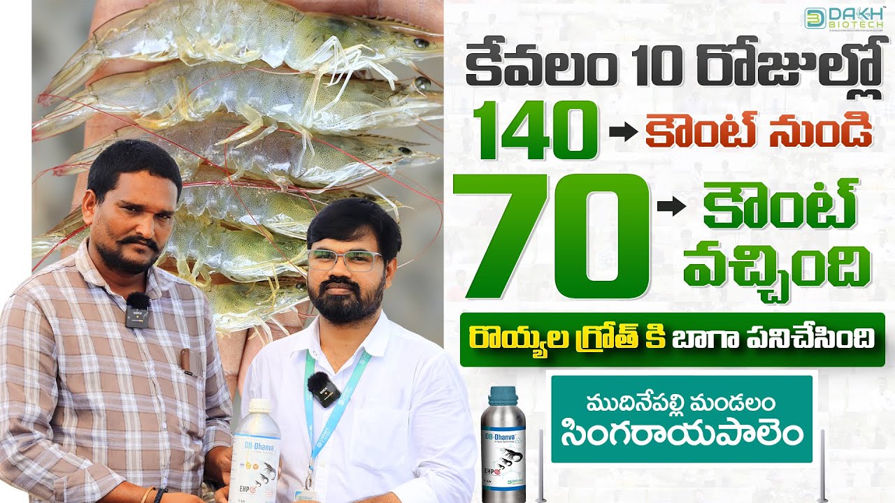 140 కౌంట్ నుండి 70 కౌంట్, కేవలం 10 రోజుల్లో వచ్చింది , Shrimp Growth కి అద్భుతంగా చేసింది