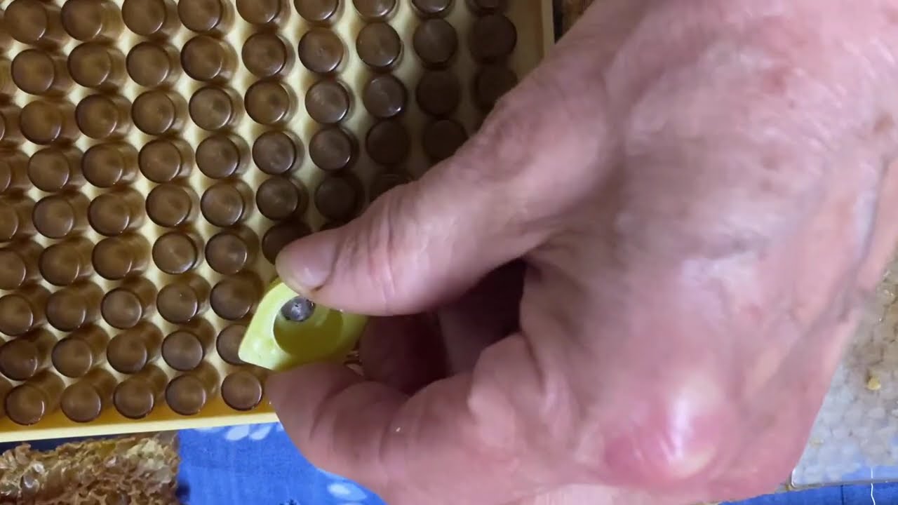 Quand je parle aux oreilles des zazas - APICULTURE le boitier de ponte (débutante)