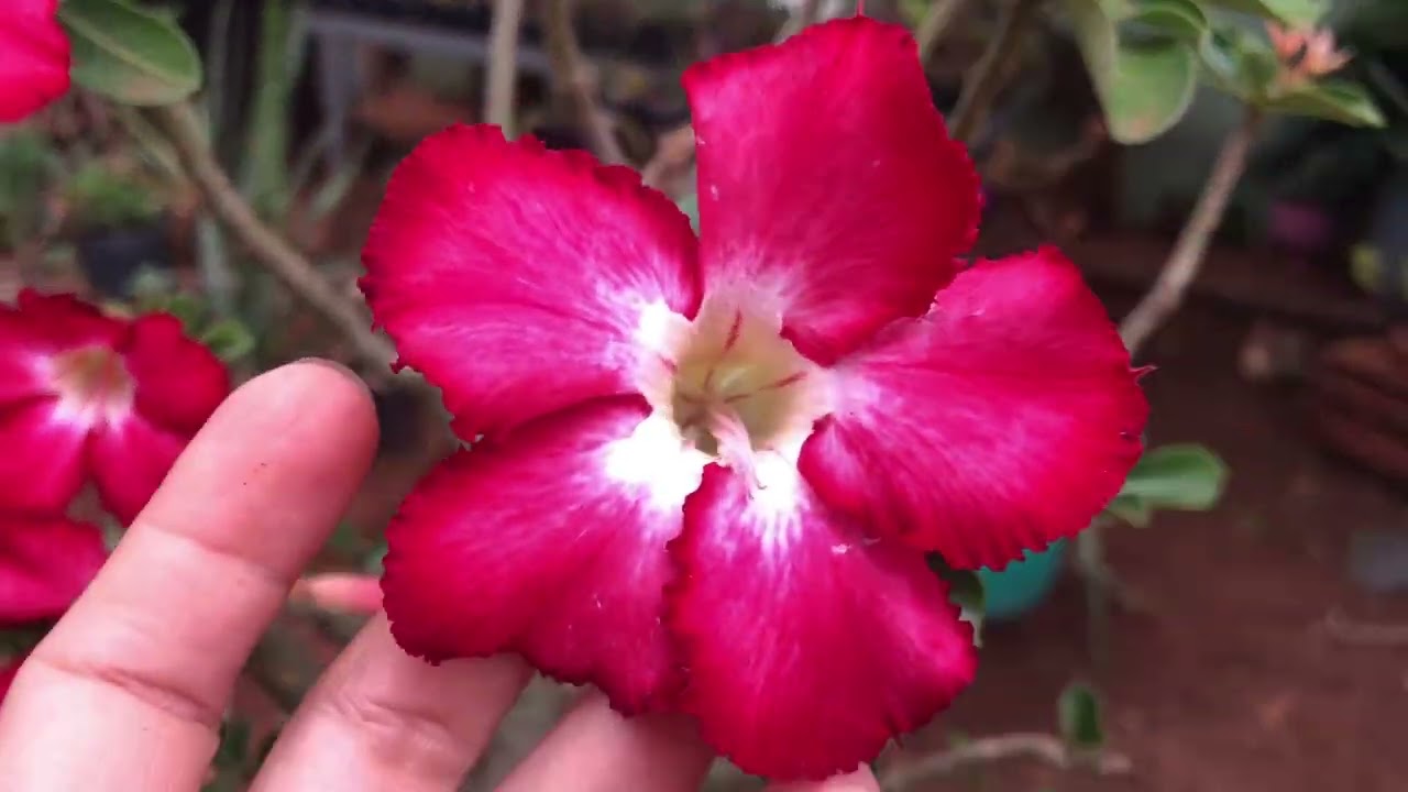 Muitas flores de rosas do deserto 