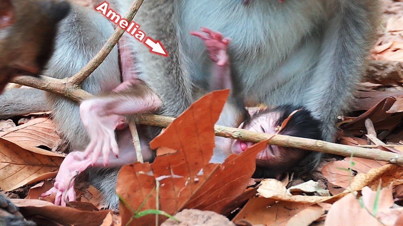What happened to the lovely baby Amelia?