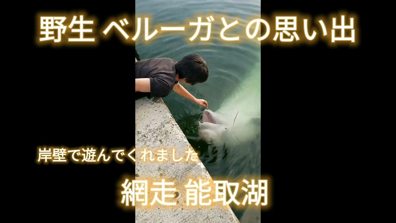 【野生】 ベルーガ（シロイルカ）が遊んでくれた思い出の動画です。2019年 網走 能取湖  #ベルーガ #白イルカ ＃ボート #wild #miracle #Beluga