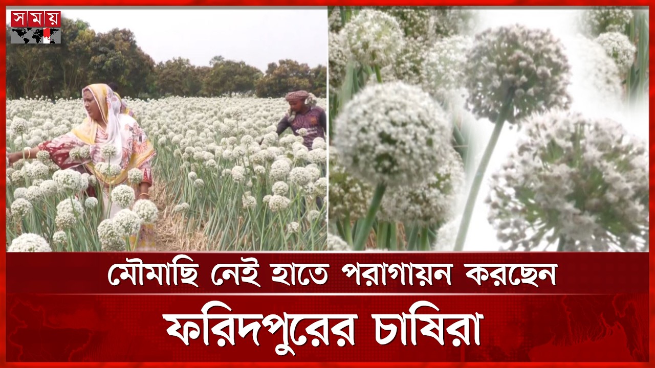 মৌমাছি নেই, হাতে পরাগায়ন,ফরিদপুরের পেঁয়াজ বীজ চাষে নতুন চ্যালেঞ্জ | Faridpur | Somoy National