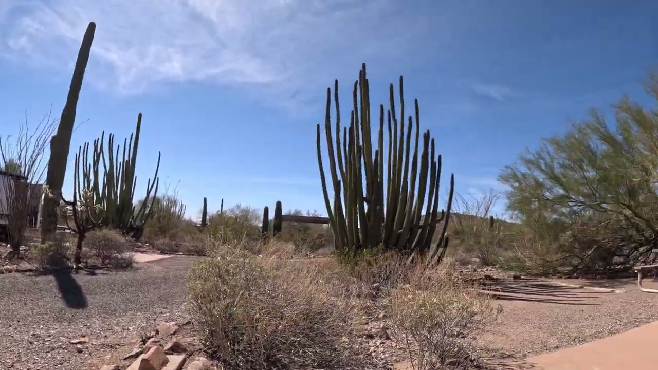 1st organ pipe