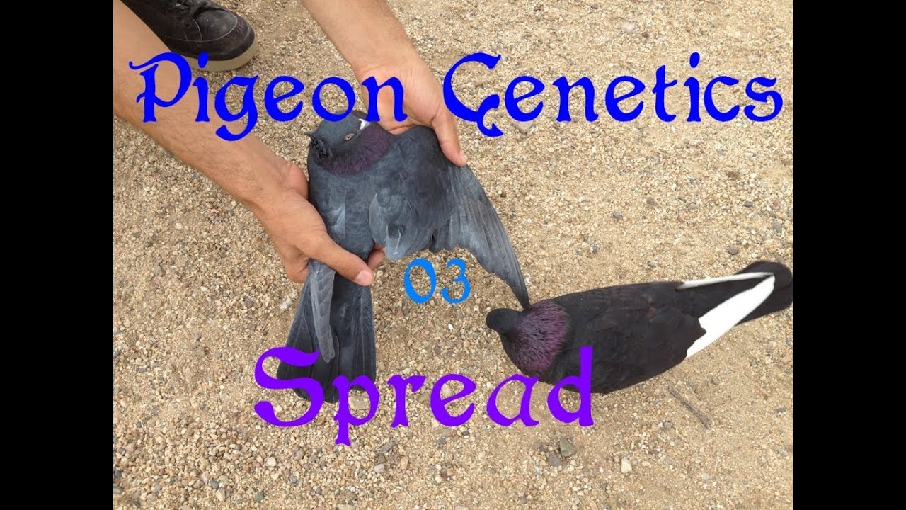 Pigeon Genetics [03] Spread