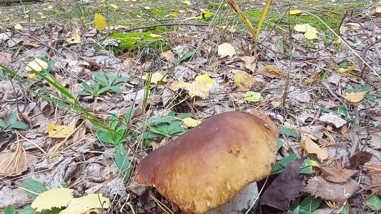 Охота за боровиками.Красный Стекловар.14.09.21 г.