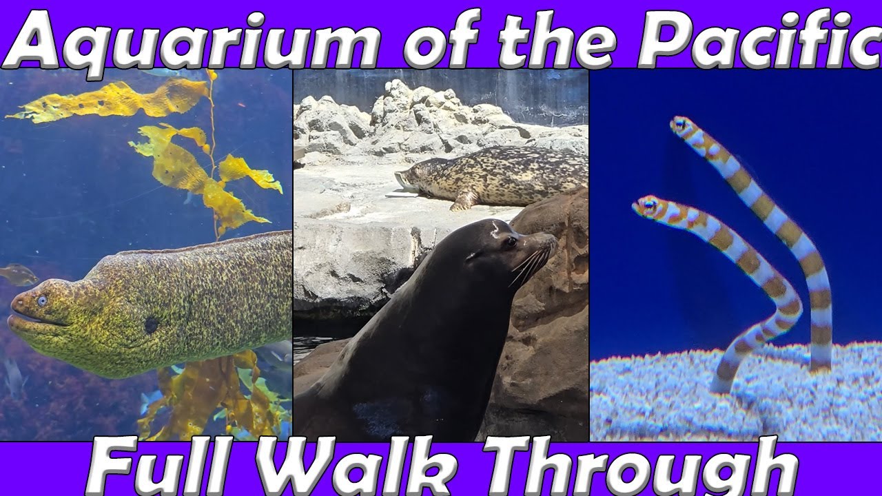 Walk Through (4K): Aquarium of the Pacific in Long Beach, CA. (May 14th, 2025)