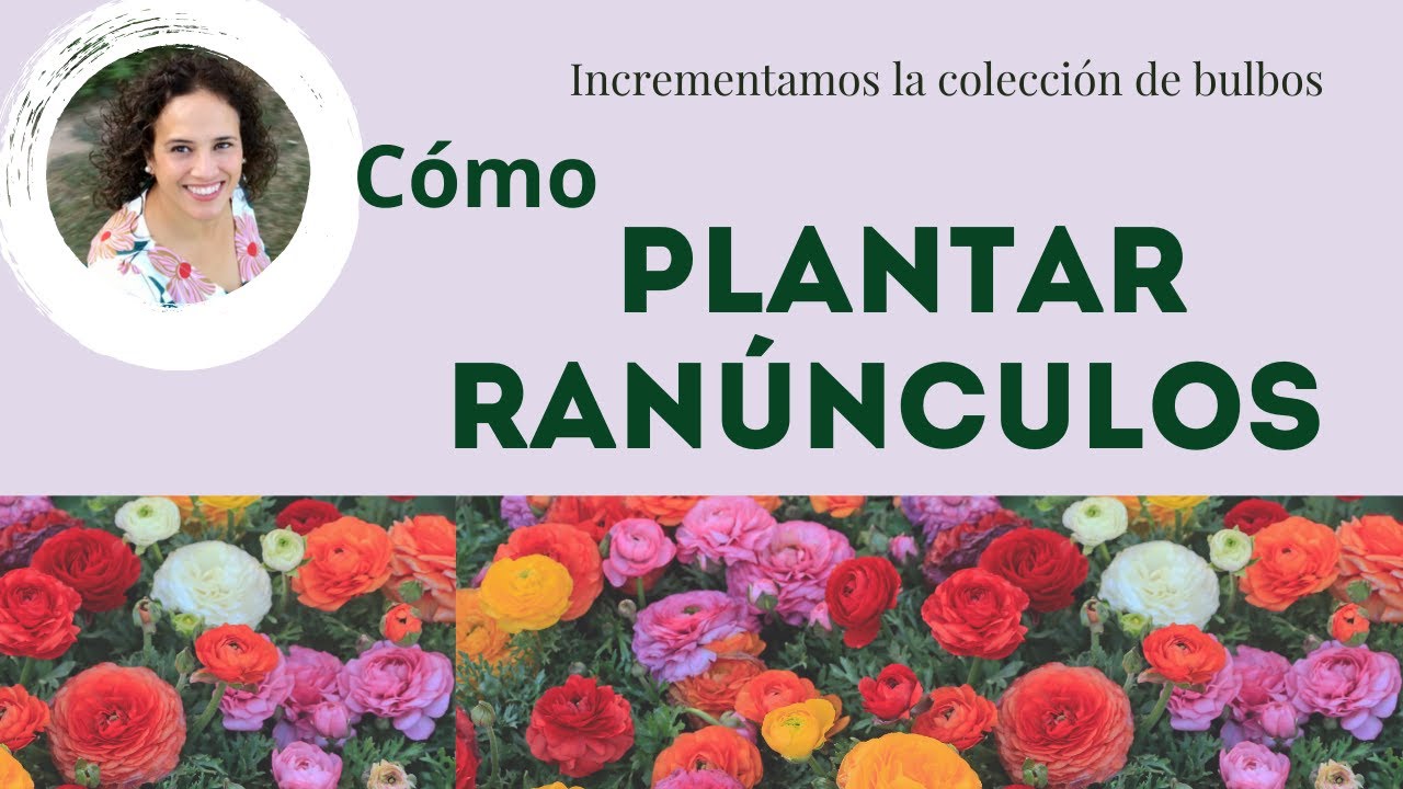 Ranúnculos 💐 pre-germinamos🌹bulbos de primavera 🏝 Mi pequeño paraíso.