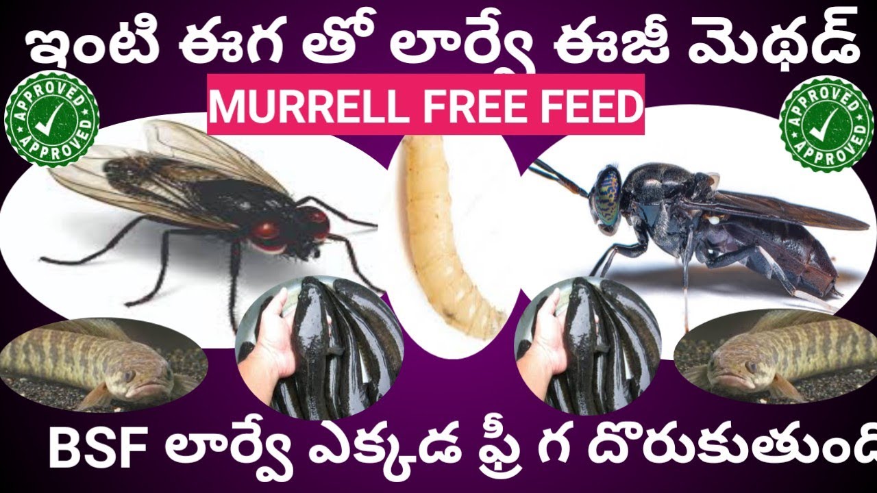 హౌస్ ఫ్లై లార్వే ఈజీ మేకింగ్_BSF, HOUSE FLY, SOLDIER FLY LARVAE EASY MAKING_MURRELL FOOD_LESSON22