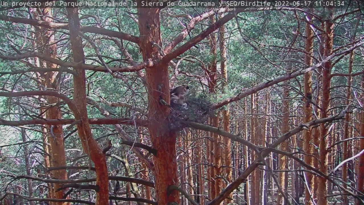 El atrevido arrendajo - Águila calzada -  P.N. Sierra de Guadarrama #WebcamCalzada