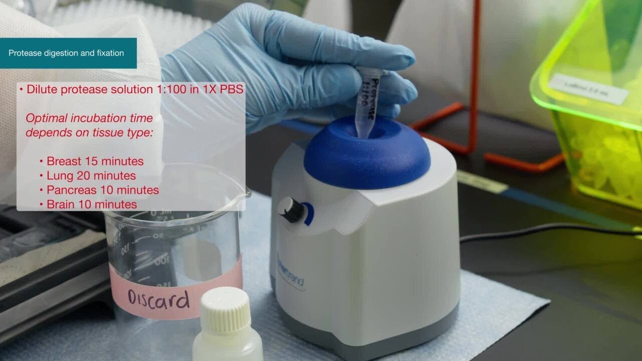 How to: Invitrogen ViewRNA Tissue Fluorescence Assay Protocol