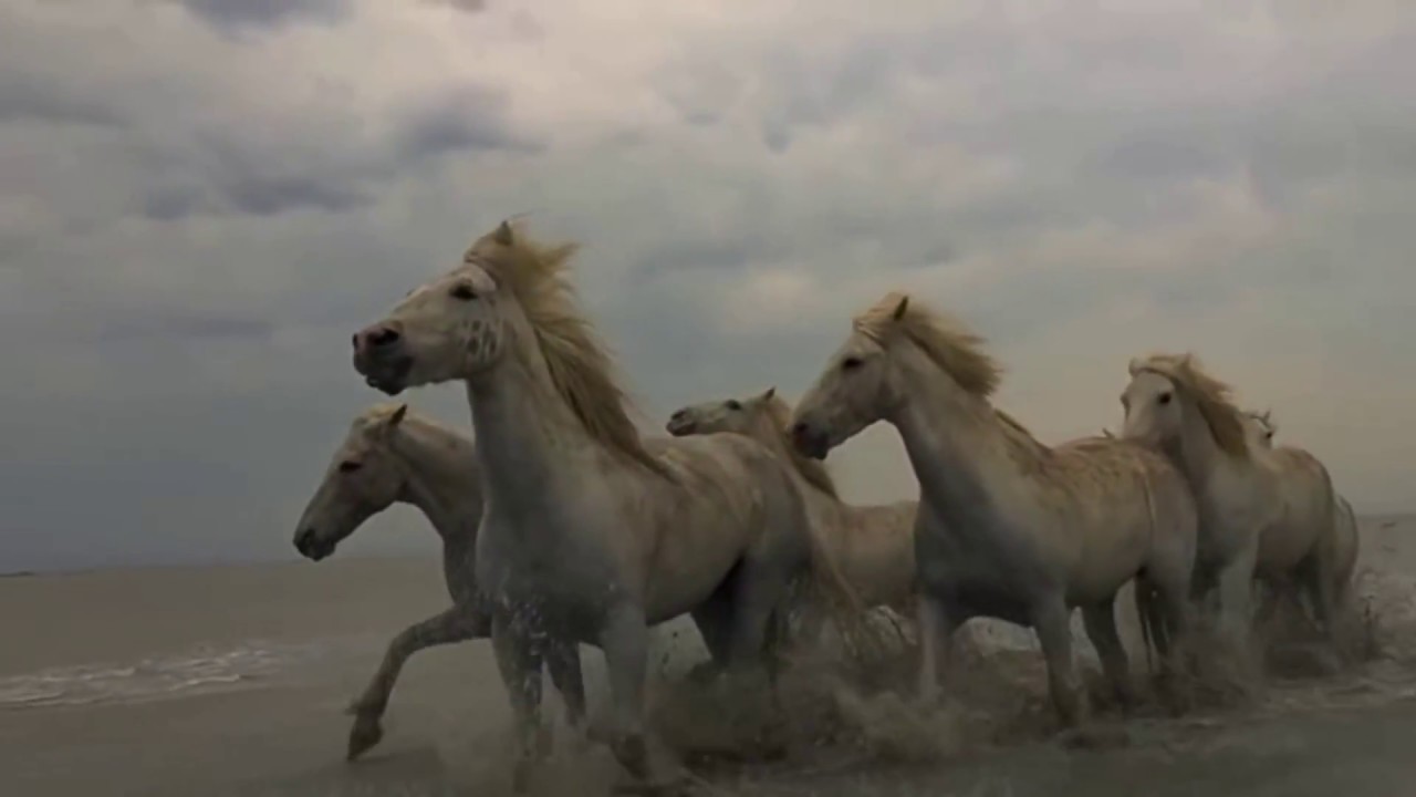 Amazing Wild Horses running &bull; The real meaning of FREEDOM