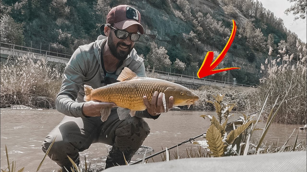 Digging for Gold: Barbel & Carp on a Spanish River with UL Spinning Gear