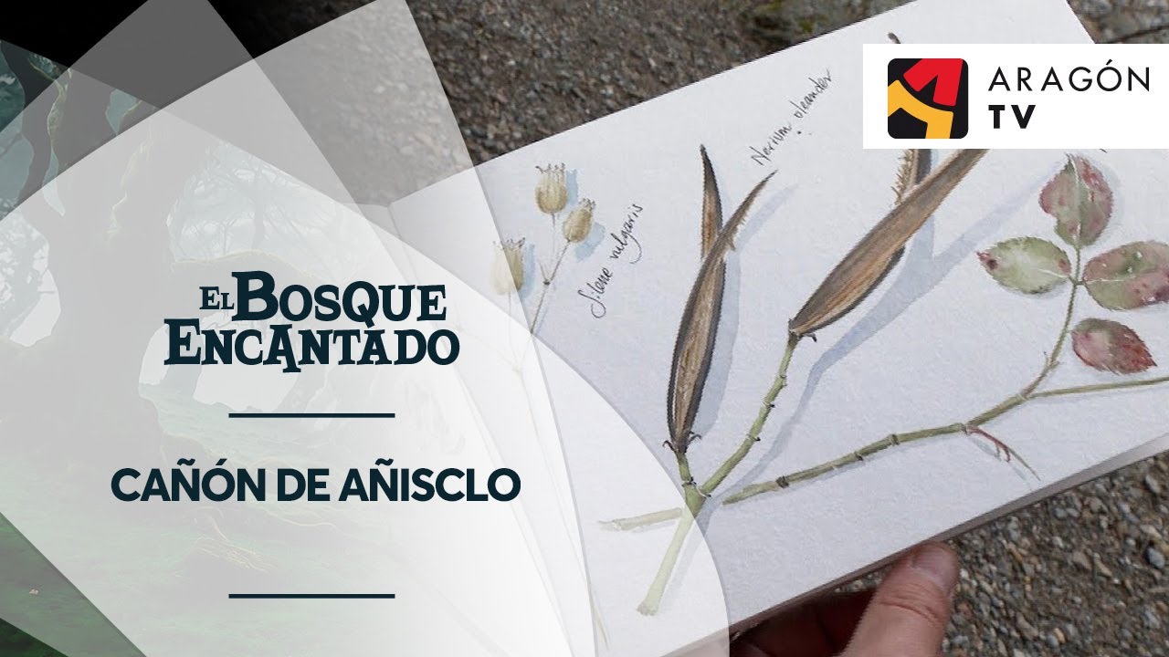 Ilustración científica | CAÑÓN DE AÑISCLO