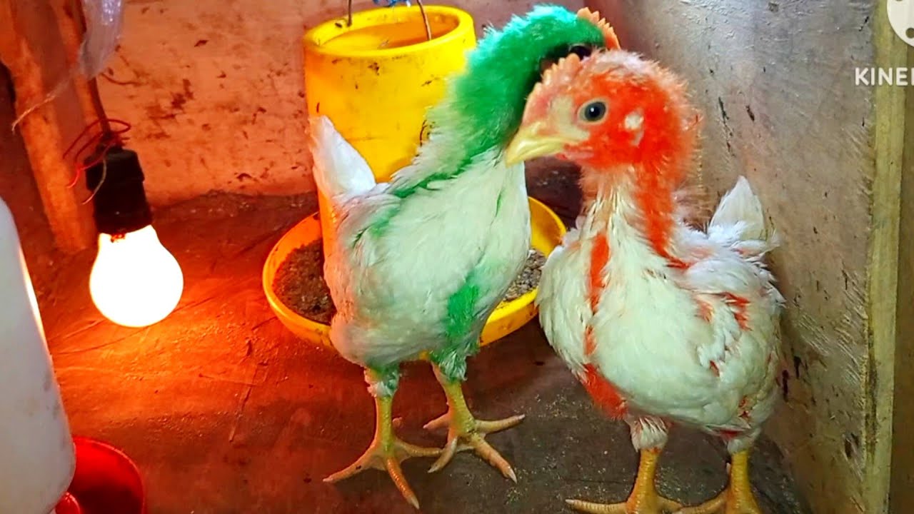Ayam warna warni usia 4 minggu