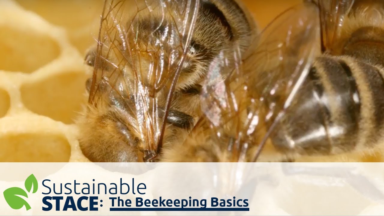 The Beekeeping Basics