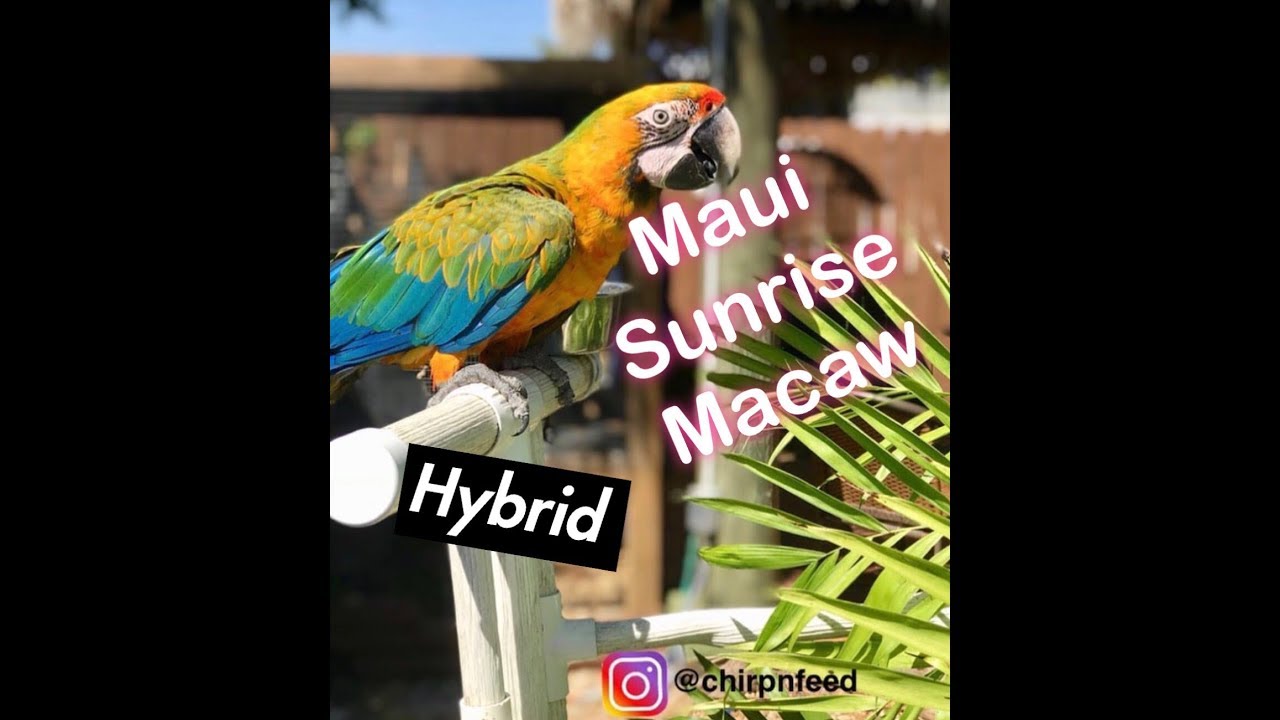 Maui Sunrise Macaw Hybrid