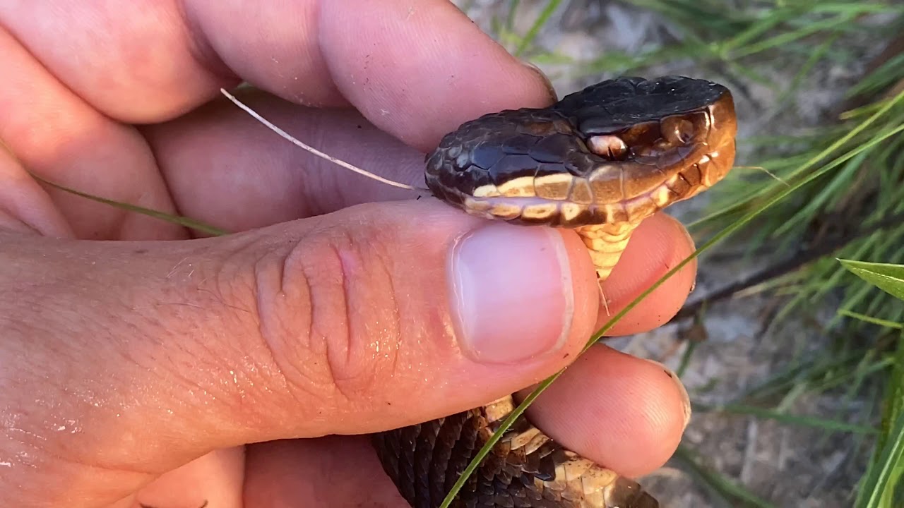 Water Moccasin Facts and identifying tips