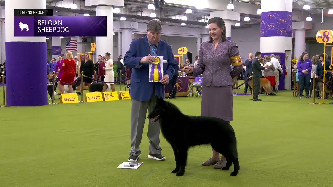 Belgian Sheepdogs | Breed Judging 2025