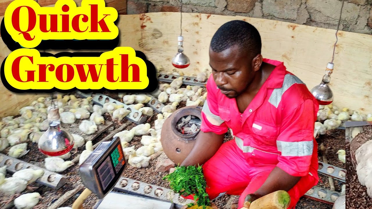Best Organic Growth Promoters for Broilers | Using Soursop & Moringa Leaves on the Farm.