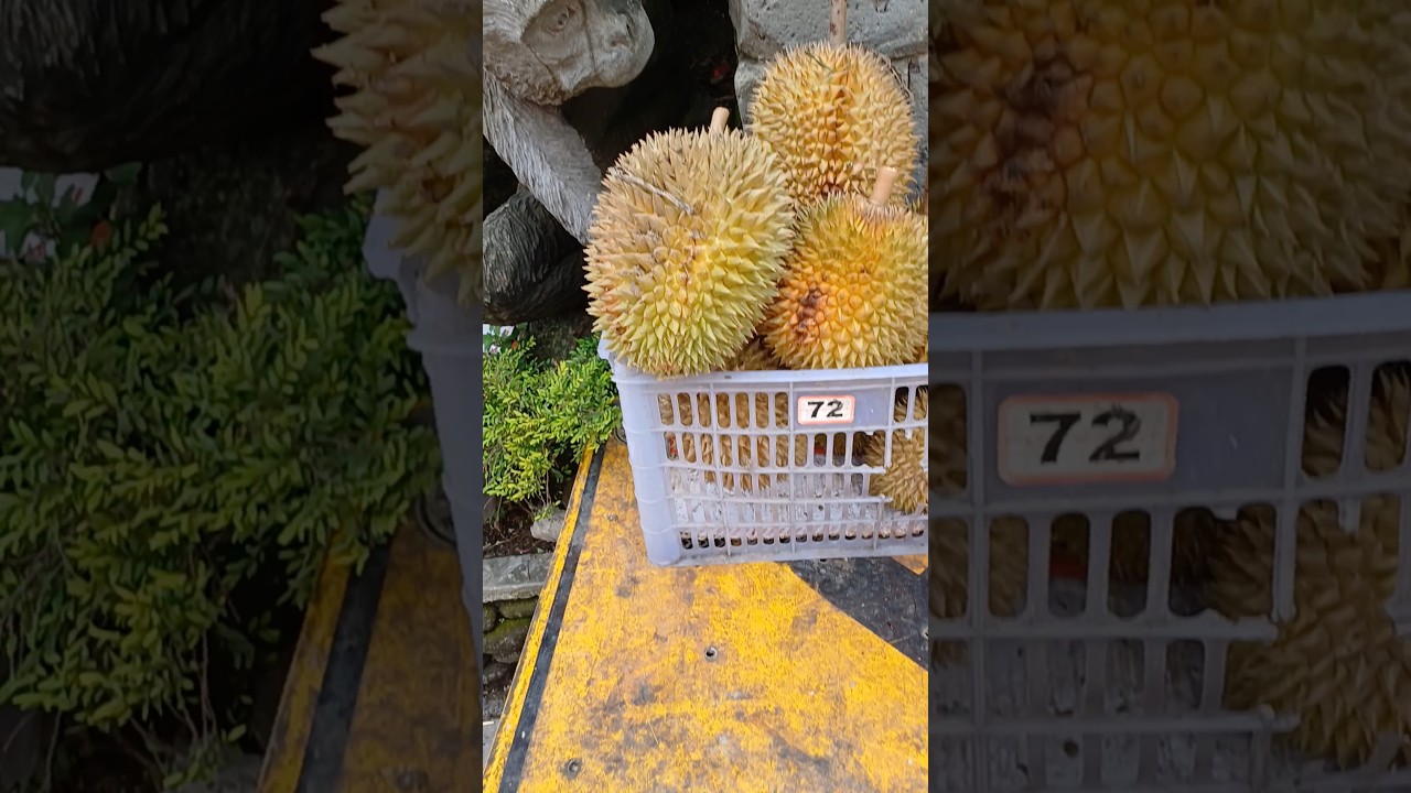 #indonesia #індонезія #дуріан #bali #fruit #ubud #liveinbali #дуриан #бали #экзотическиефрукты