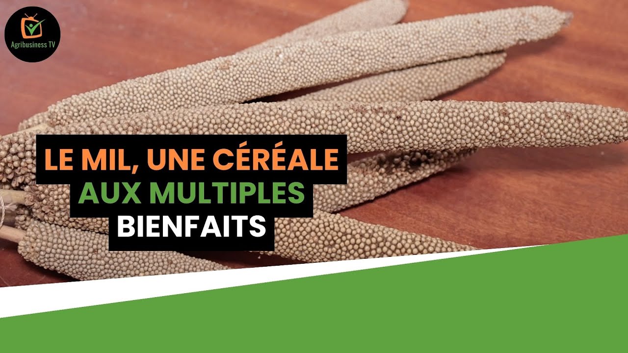 Burkina Faso : Le mil, une céréale aux multiples bienfaits