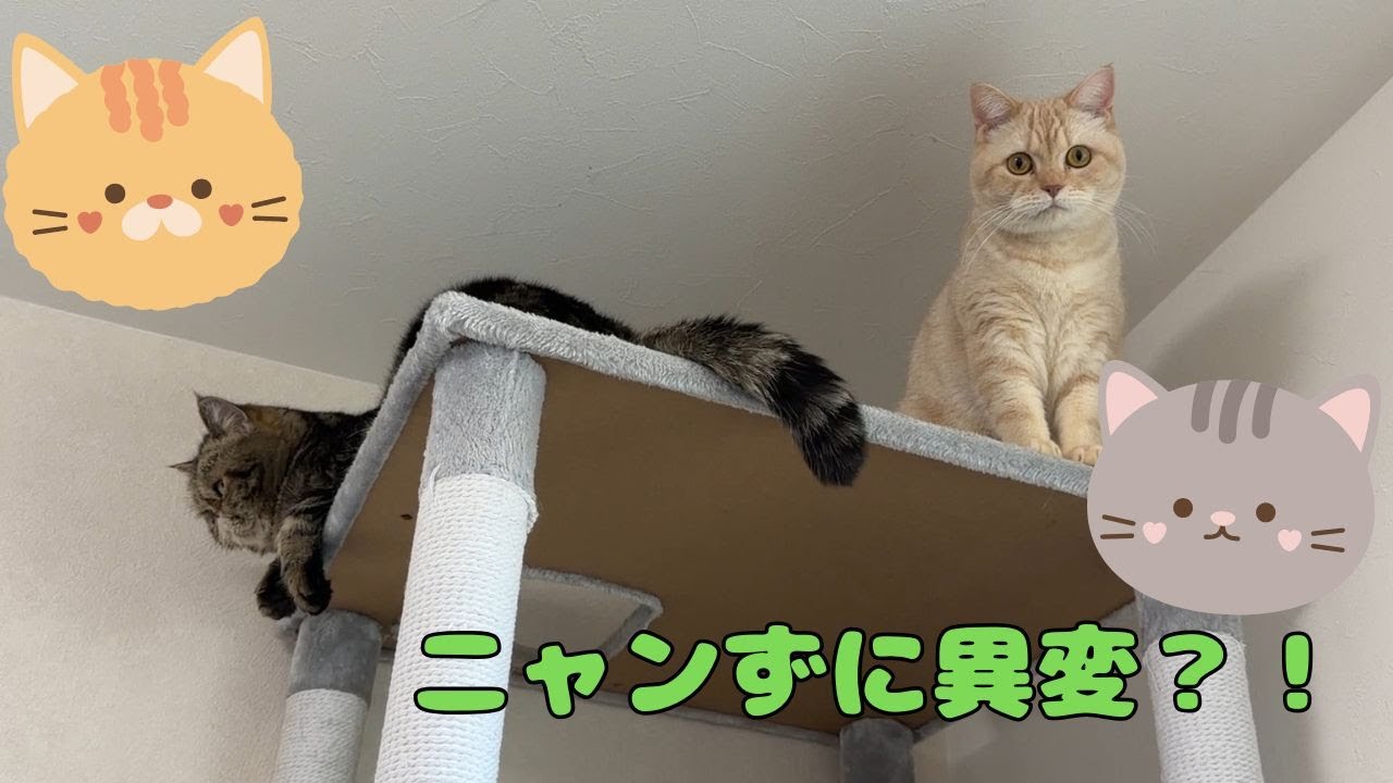 ♯271 ニャンずに異変？！成長、そして・・・