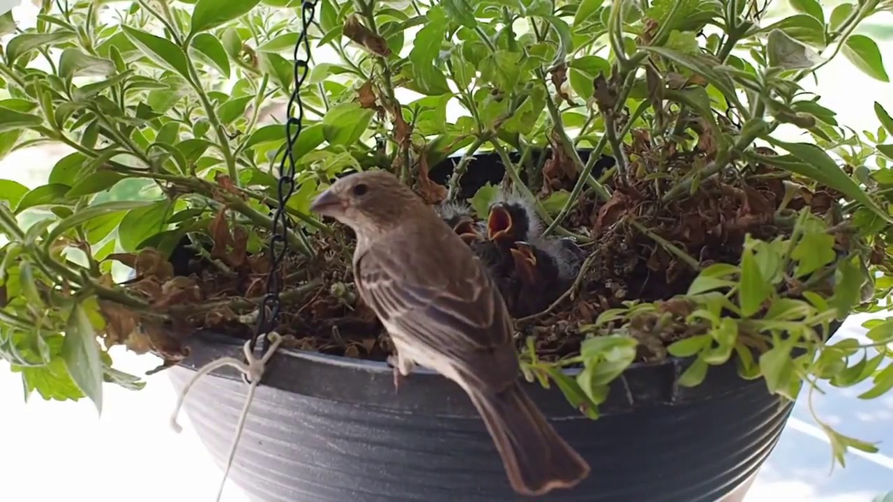 Baby finches living in my plant