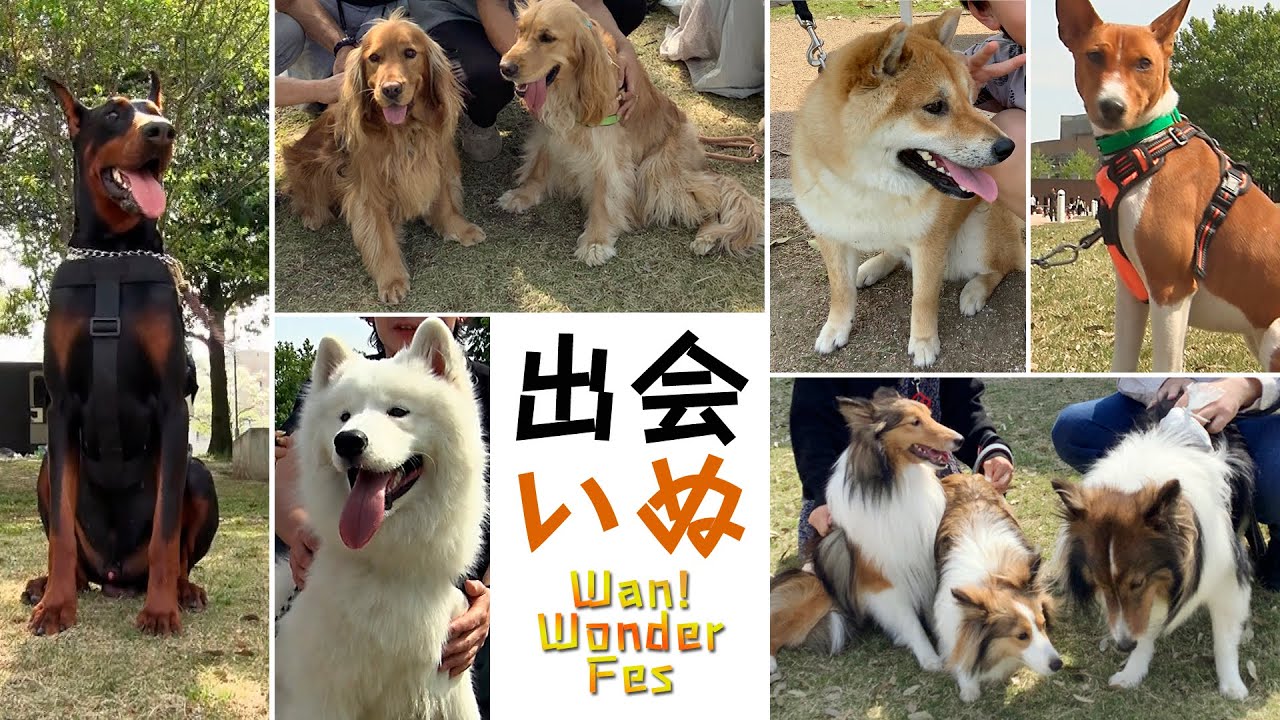 【出会いぬ】わんワンダーフェス 富岩運河環水公園