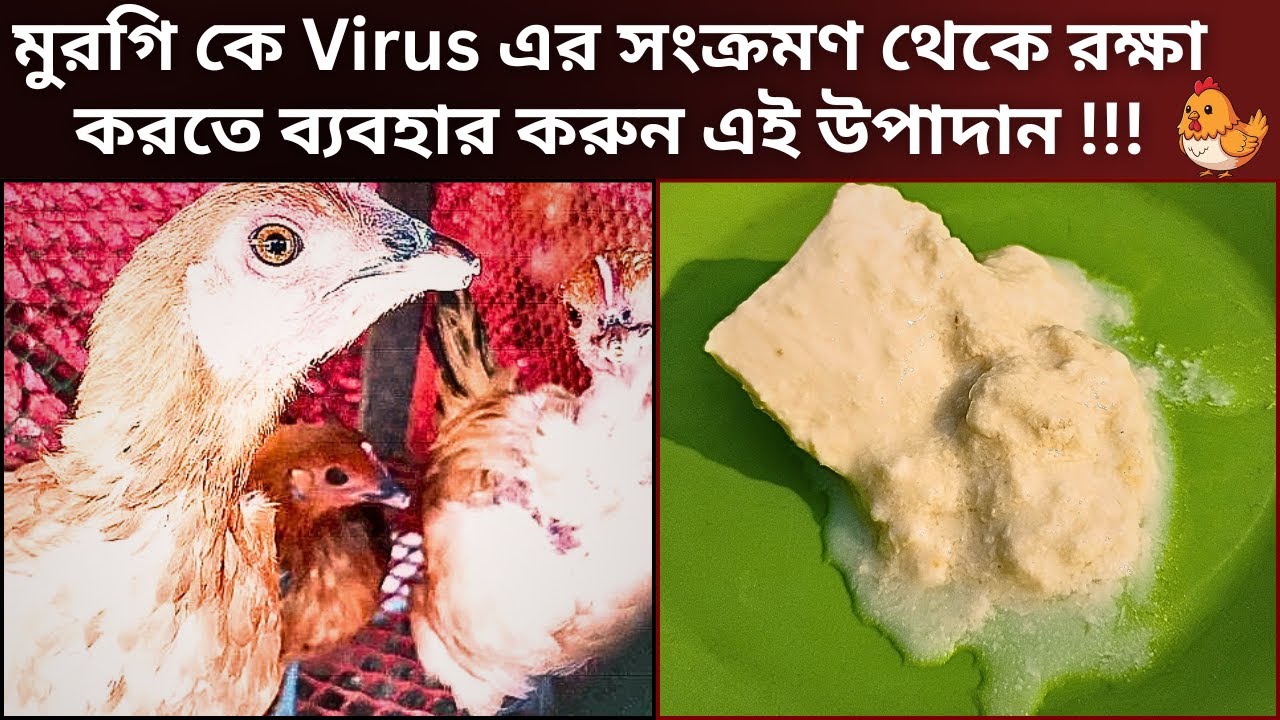 মুরগি কে Virus এর সংক্রমণ থেকে রক্ষা করতে ব্যবহার করুন এই উপাদান !!!