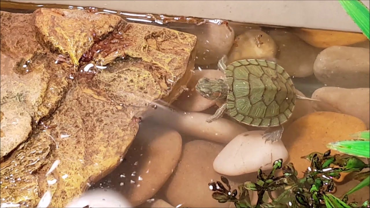 My Turtle Tank Setup