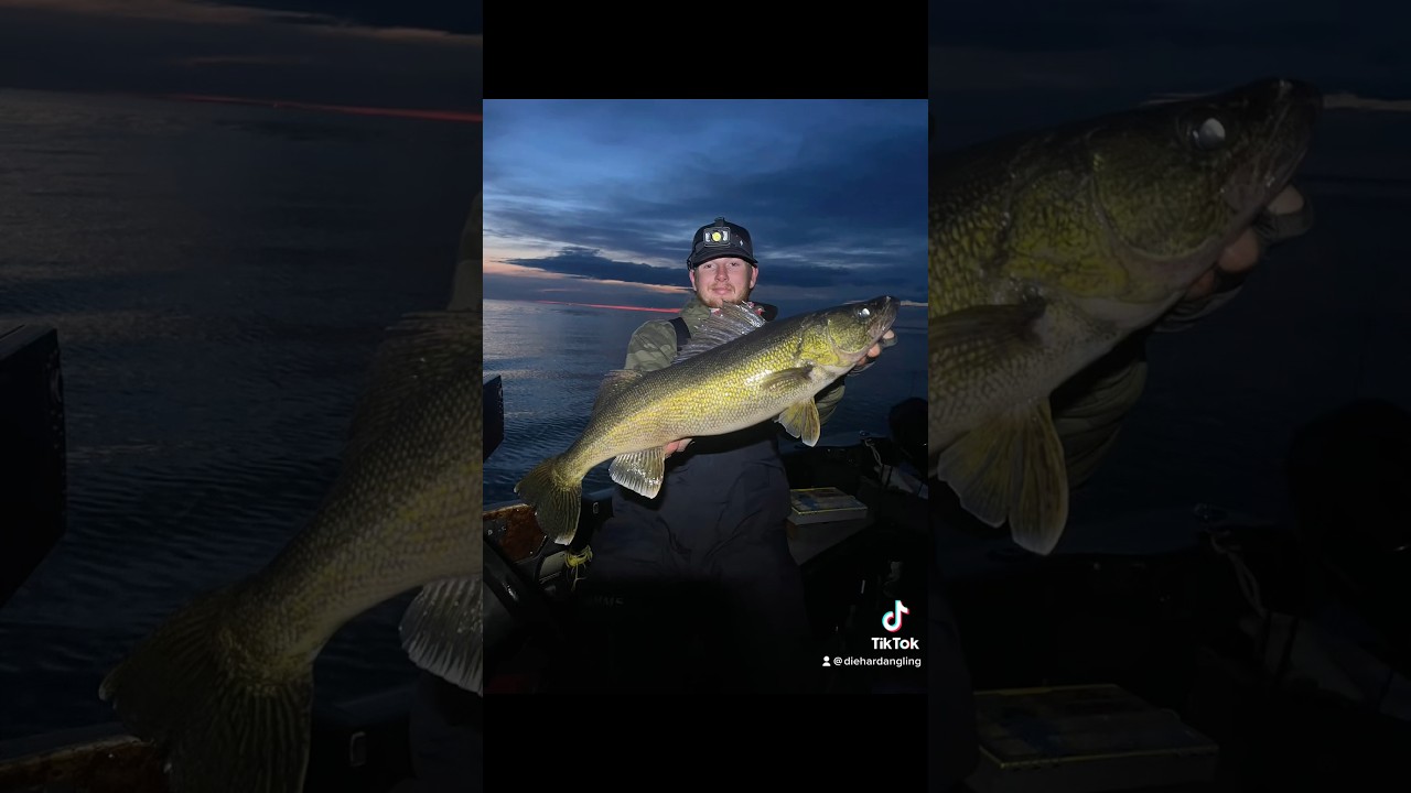 Giant Walleye beatdown🔥🎣 #lakemichigan #openwaterfishing #walleyefishing