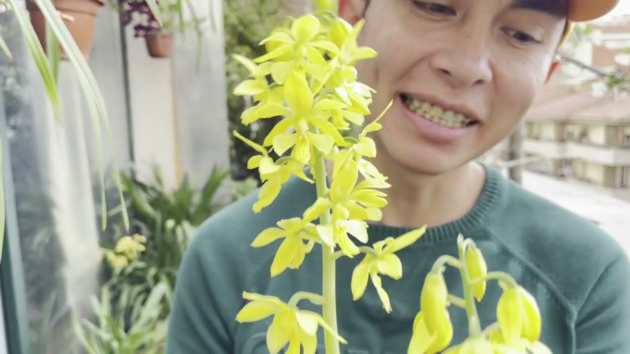 0rquidea Terrestre Calanthe y Tour En mi Terraza.