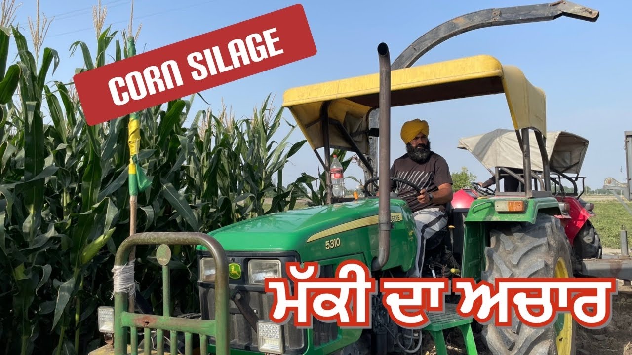 Corn silage// ਮੱਕੀ ਦਾ ਅਚਾਰ ਪਾਉਣਾ ਸ਼ੁਰੂ ਕਰਤਾ ਅੱਜ//SEERA DHILLON