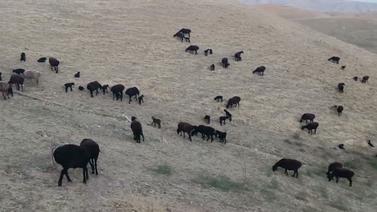 Наш гиссарский баран 🐏