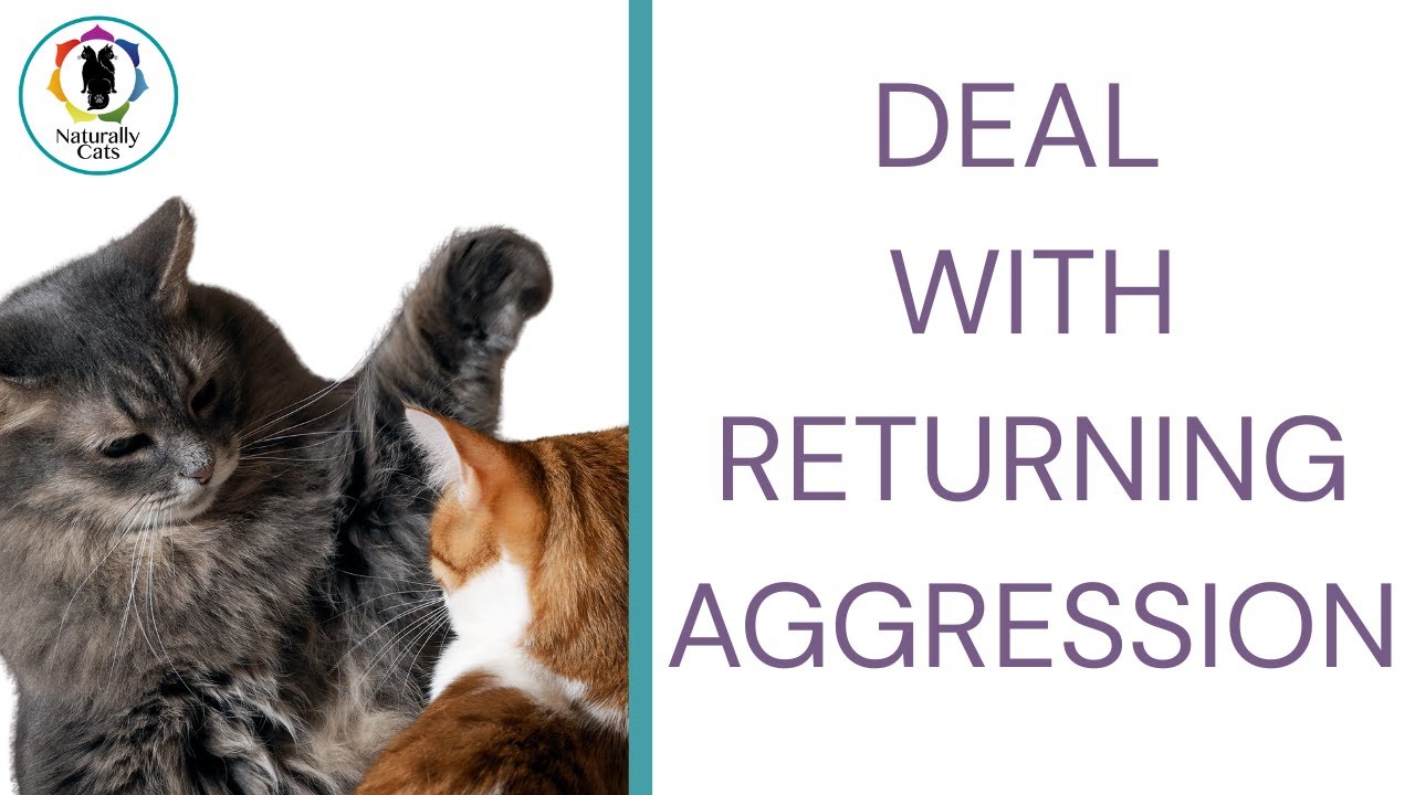 How to deal with returning aggression in cats