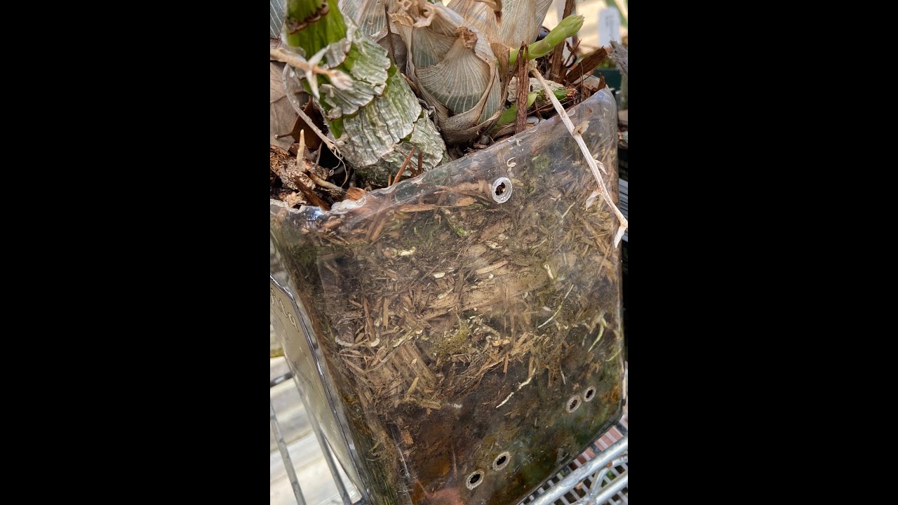 How to repot Catasetum- PET Method