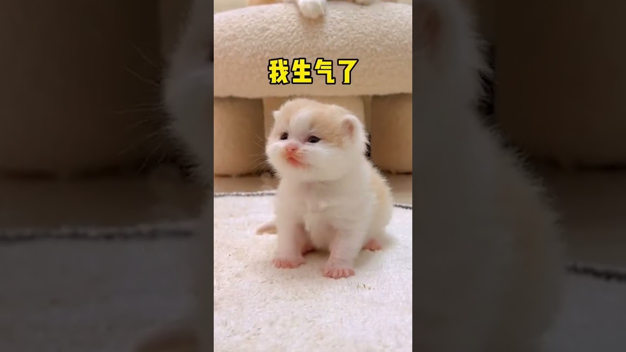 【小奶貓成長記】這貓咪頭上有啥秘密嗎，怎麼從小就不讓摸