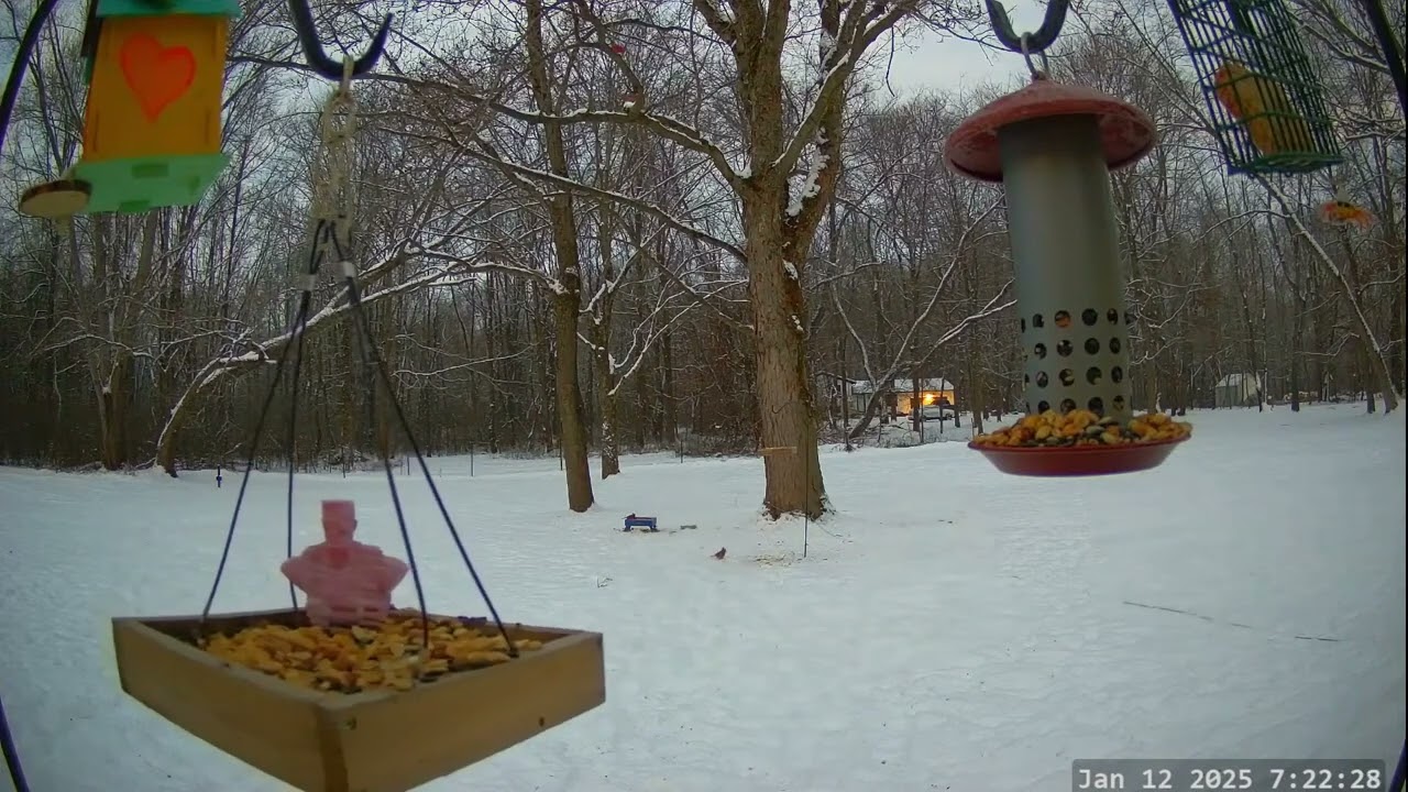 *On This Day 1 Year Ago* Winter Bird, Deer & Critter Cam