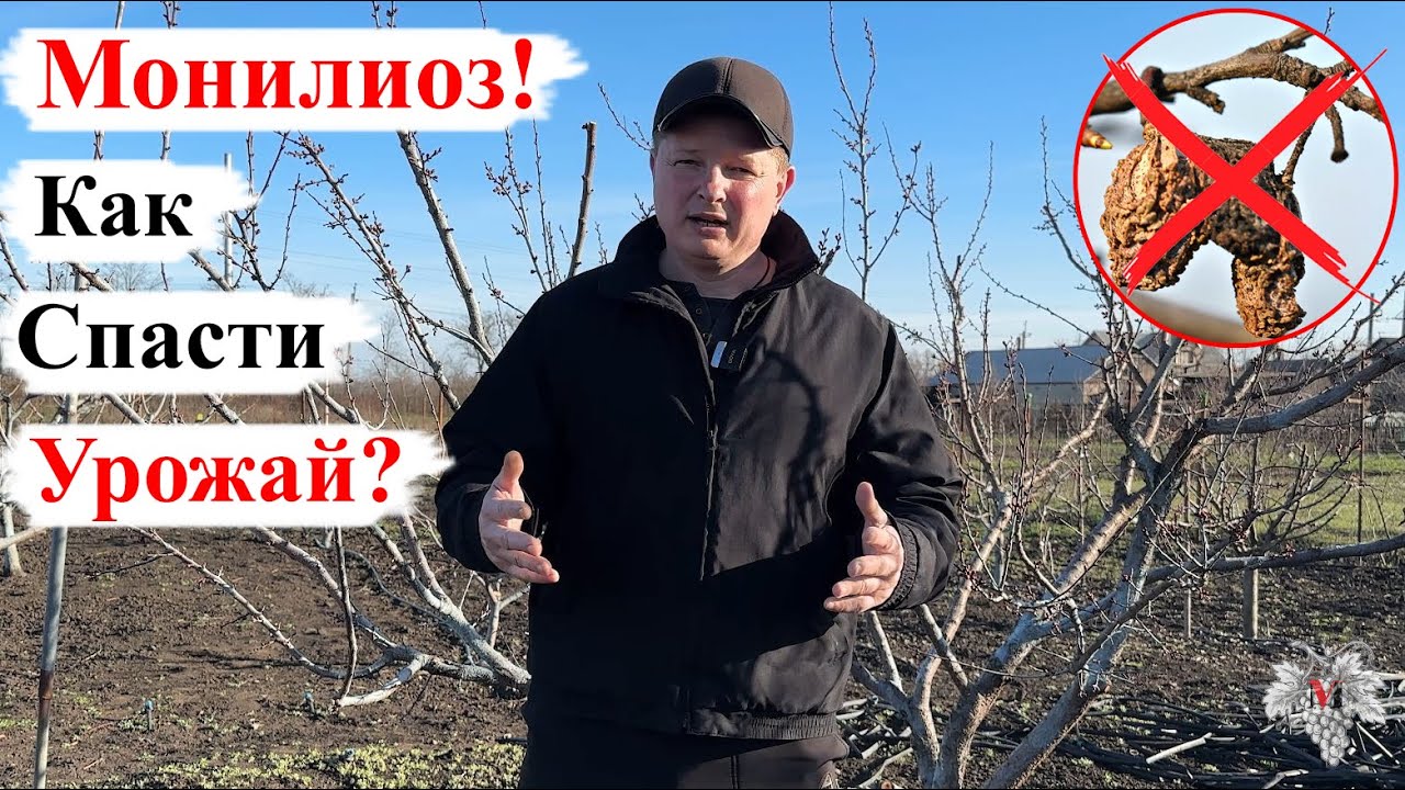 МОНИЛИОЗ! Как СПАСТИ УРОЖАЙ АБРИКОС / КОСТОЧКОВЫХ