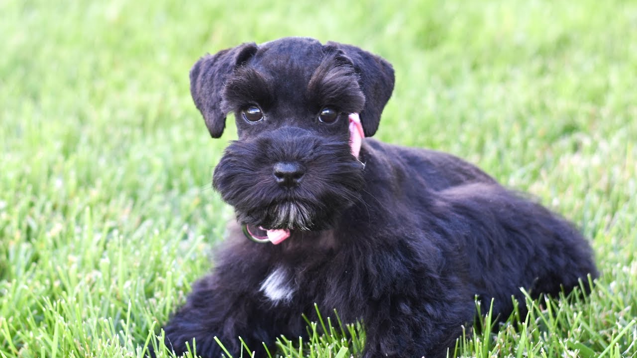 SMART & ADORABLE Miniature Schnauzer Puppy For Sale - TRAINED!